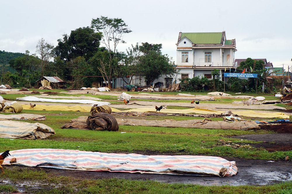Lâm Đồng: Thu hái cà phê chậm ảnh hưởng đến năng suất, chất lượng vụ sau