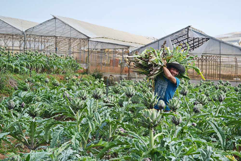 Đà Lạt: Giá Atiso tăng 220.000 đồng/kg