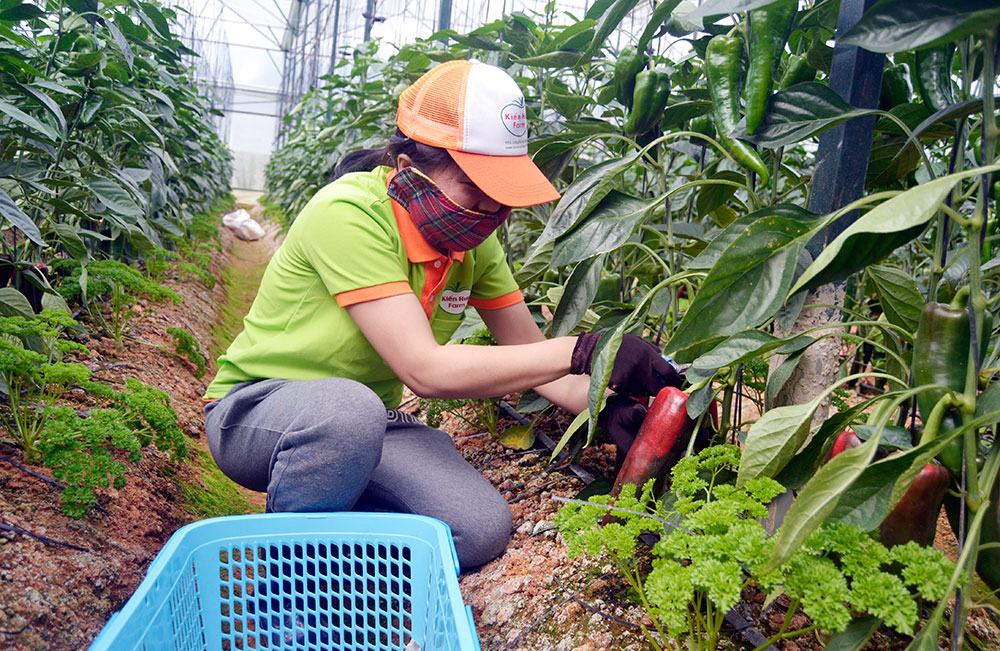 Đà Lạt: Trồng ớt khủng làm “trái cây”
