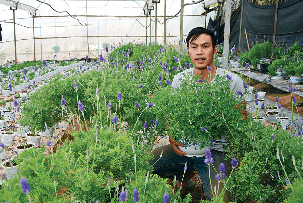 Đà Lạt: Lavender chờ ngày Tết