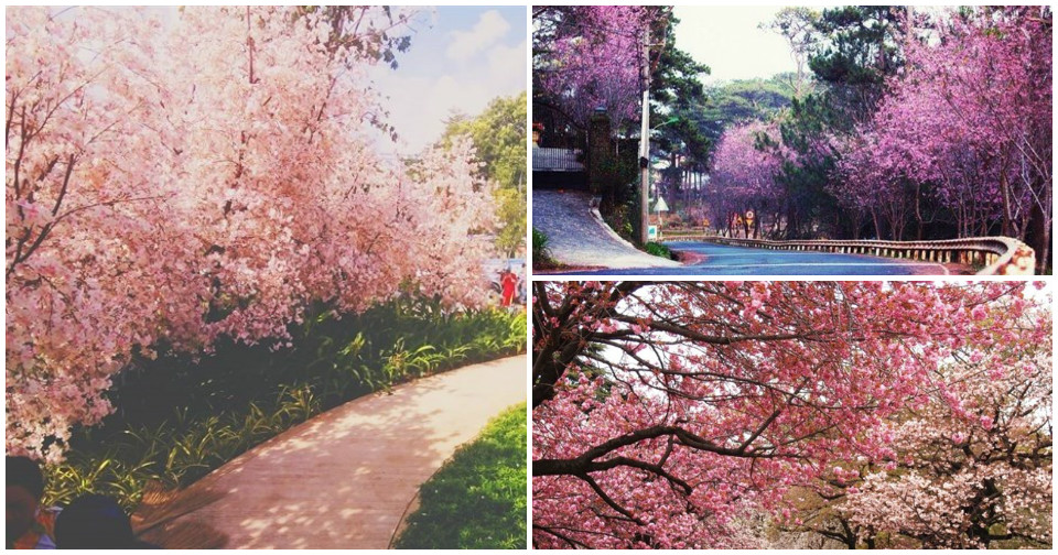 Đã có chương trình chính thức Lễ hội MAI ANH ĐÀO đầu tiên ở Đà Lạt