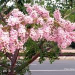 4-hoa-do-mai-vung-tau-mytour-2