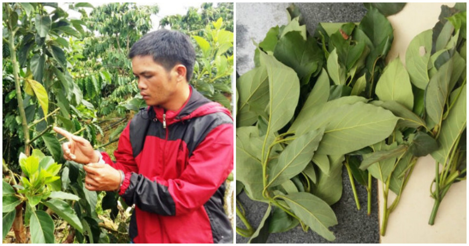 Bảo Lâm: Bắt quả tang 4 người cắt trộm chồi bơ