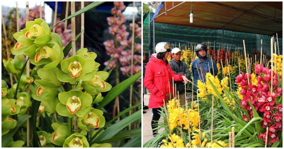 Địa lan Tết tiền triệu xuống phố Đà Lạt