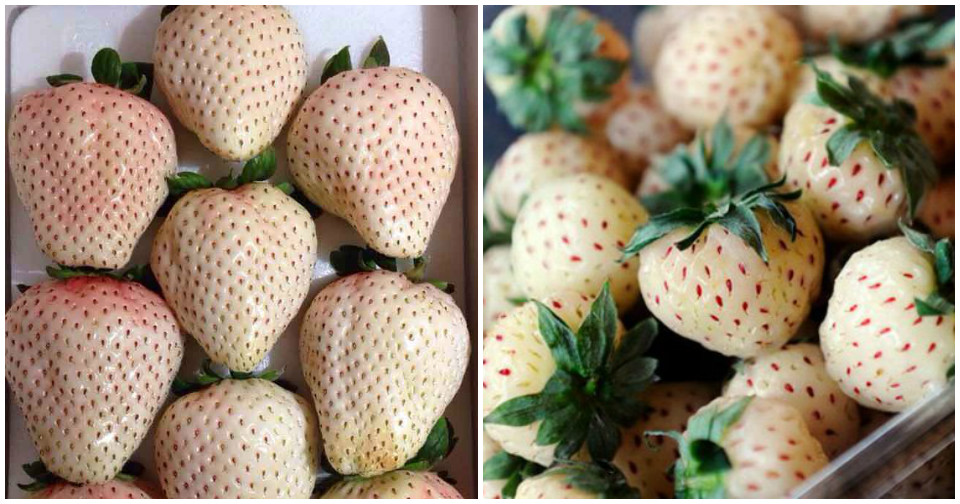 Dâu tây Bạch Tuyết: Đắt nhất thế giới, dân Việt mua ăn vặt