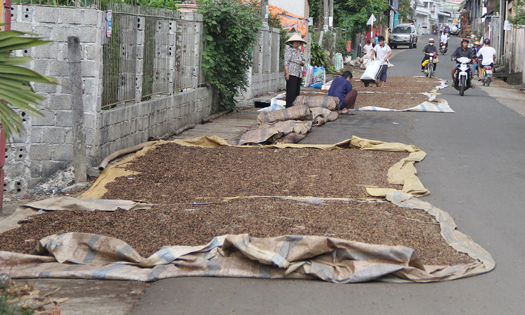 Bảo Lộc: Cà phê tăng giá, nhiều nơi bị trộm