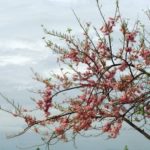 hoa-do-mai-vung