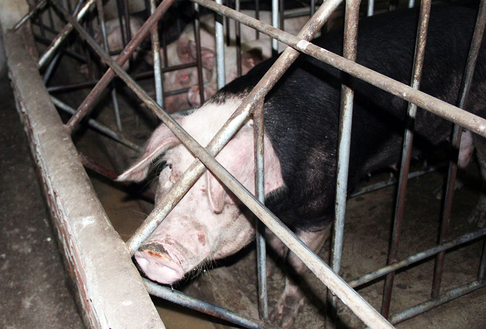 Đức Trọng: Dùng thuốc nhuộm tóc biến heo thải loại thành heo rừng