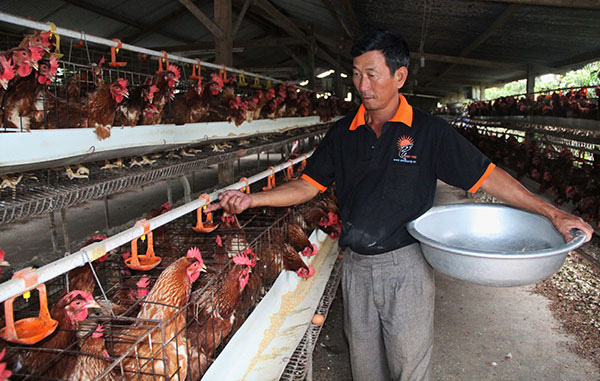 Bảo Lộc: Nuôi gà mái đẻ doanh thu gần 12 tỷ đồng mỗi năm