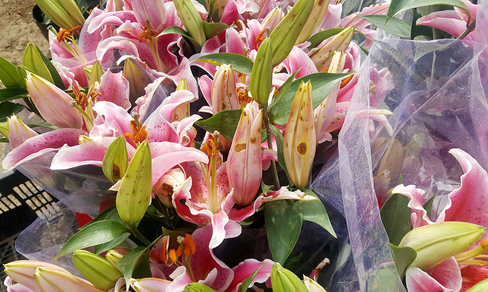 Lâm Đồng: Hoa lyly bị nấm “thất thường”, người buôn hoa lỗ nặng