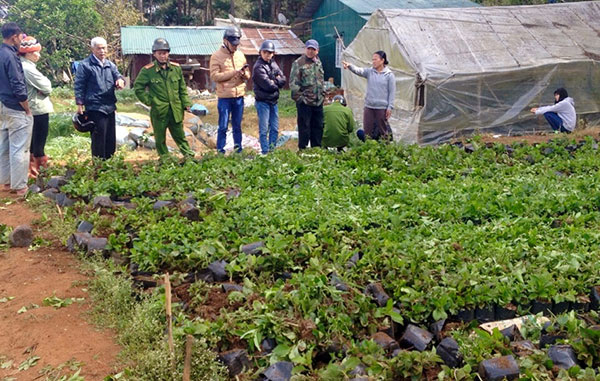 Đà Lạt: Cuối năm, phá nát vườn hoa để đòi nợ