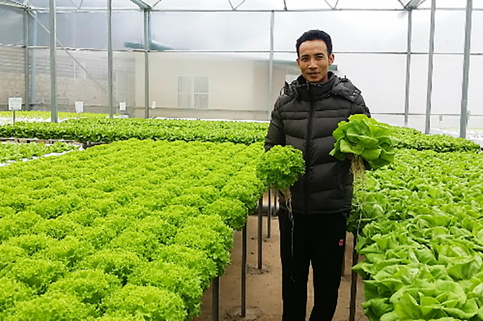 Đà Lạt: Thạc sĩ tài chính thu mỗi tháng gần tỷ đồng từ rau sạch
