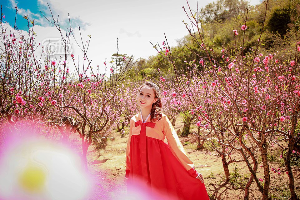 Lạc bước vào vườn đào như xứ sở thần tiên ở Đà Lạt