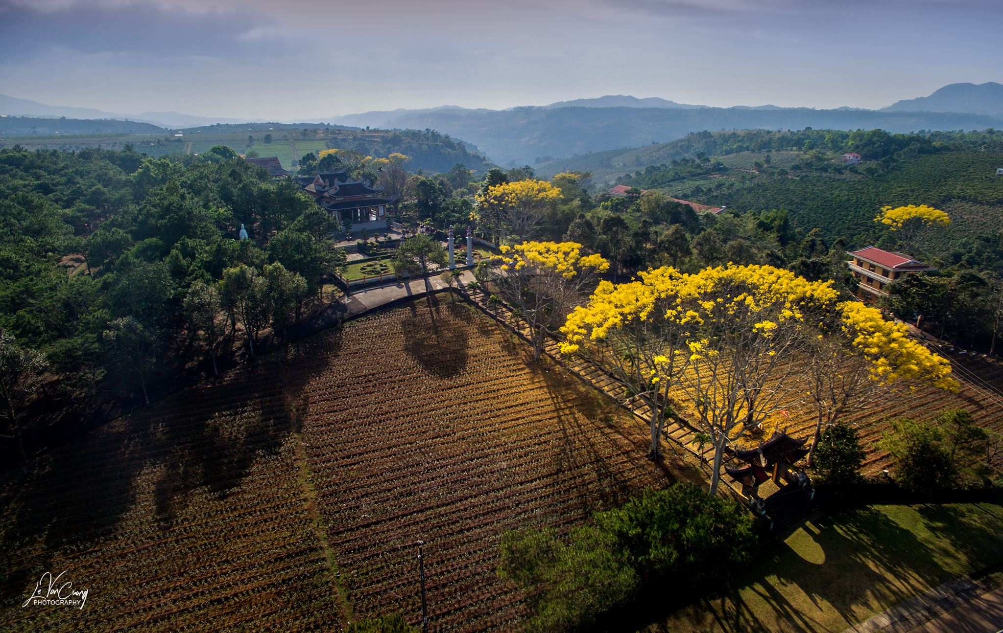 Bảo Lộc: Phượng vàng nở rộ trong khuôn viên tu viện Bát Nhã