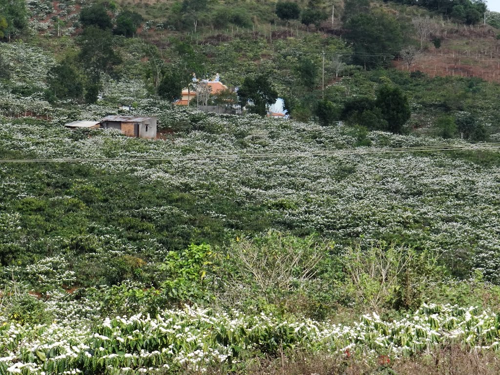 Hoa cà phê nở trắng trời Tây Nguyên