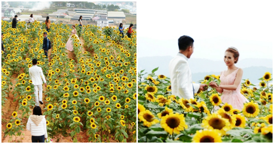 Đà Lạt: Kiếm tiền triệu mỗi ngày nhờ…hoa Tết ế