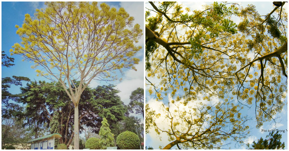 Bảo Lộc: Phượng Vàng nở rộ