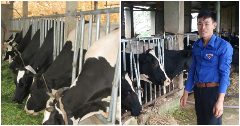 Bảo Lộc: Chàng trai 9x kiếm hàng trăm triệu đồng nhờ nuôi bò sữa