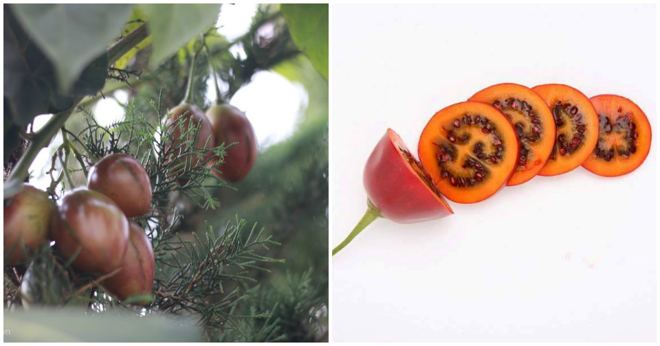 Cà chua cả triệu đồng một kg ở Đà Lạt sốt từ giống đến quả