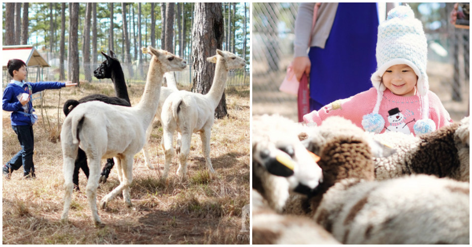 Đến Đà Lạt, nhất định phải ghé thăm sở thú đẹp như ở trời Tây này