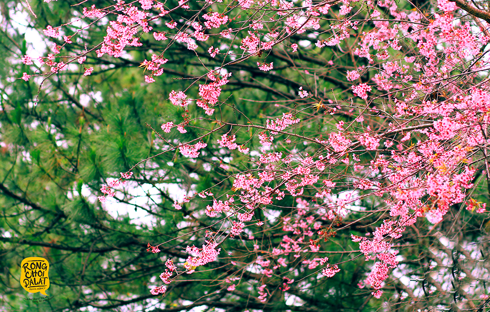 Mai anh đào rực hồng phố núi Đà Lạt