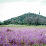 hoa-tim-5-1486449502_1200x0