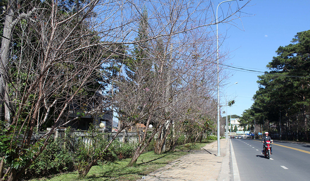 Đà Lạt: Hủy lễ hội mai anh đào, trả tiền cọc khách đặt tour
