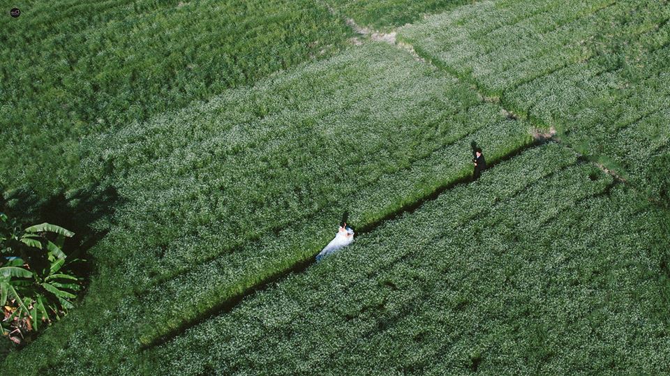 Lộ diện cánh đồng Ngò rí đẹp tinh khôi cách Sài Gòn 100km