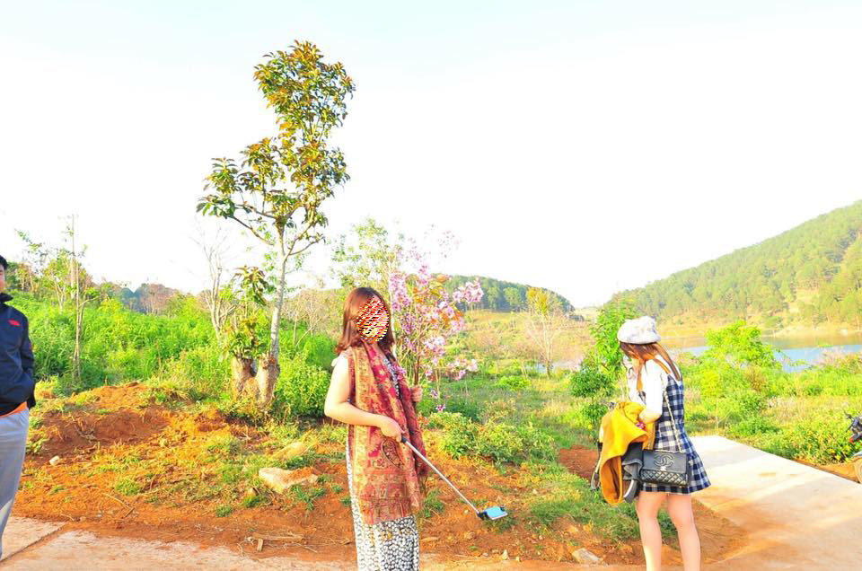 Nữ du khách phá hoại mai anh đào khiến người Đà Lạt giận dữ