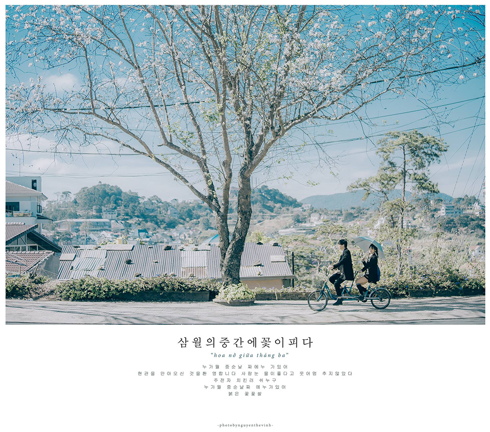 Ngỡ ngàng khung cảnh Đà Lạt mùa hoa BAN đẹp tựa xứ Hàn