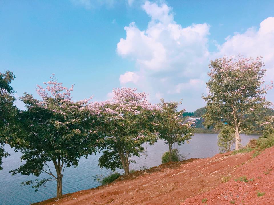 Bảo Lộc: Hồng phấn khoe sắc