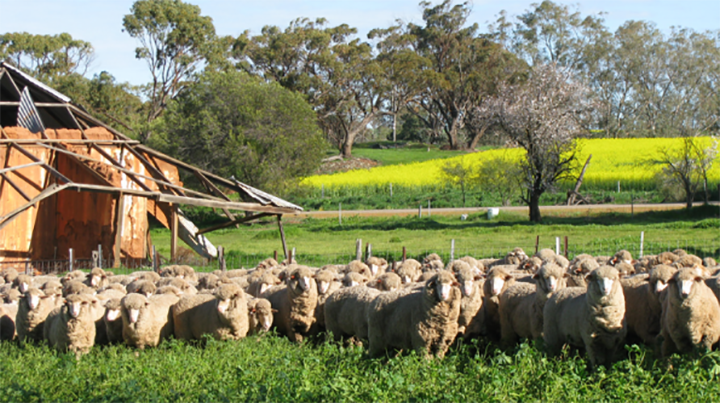 Xây nhà máy kéo sợi len lông cừu tại Đà Lạt