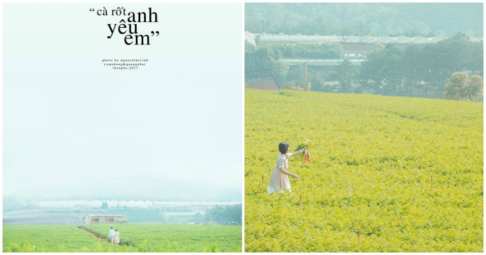 Đà Lạt có một vườn Carrot đẹp đến mơ màng