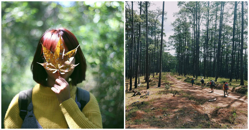 Ngỡ ngàng Rừng Lá Phong Canada tuyệt đẹp chỉ cách Đà Lạt 30km