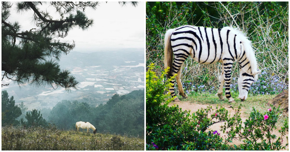 Khám phá “Thảo nguyên ngựa vằn” siêu yêu ở Đà Lạt, đi không muốn về!