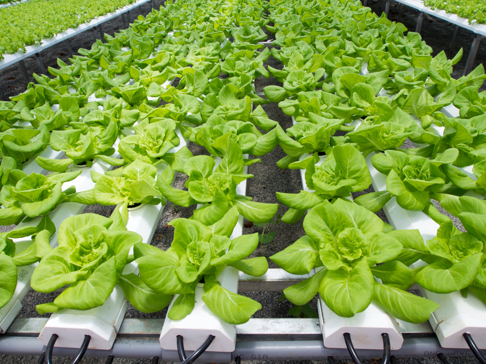 Vườn rau thủy canh lần đầu tiên xuất hiện tại Bảo Lộc