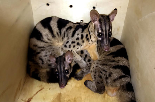 Đà Lạt: Người dân tự nguyện giao nộp ba con cầy vằn quý hiếm