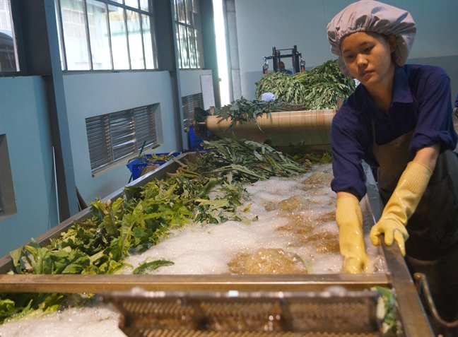 Nông dân Đà Lạt thu lãi hàng trăm triệu đồng nhờ bán lá atiso