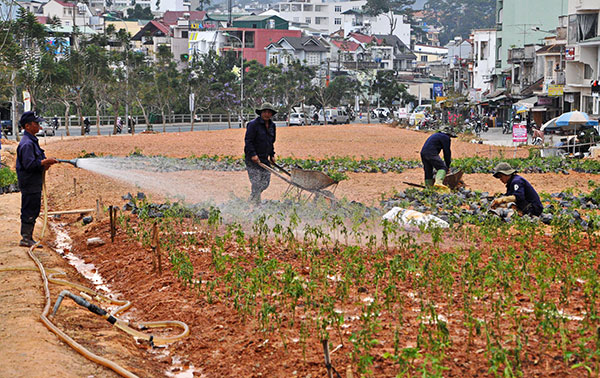 Đà Lạt: Công viên Ánh Sáng đang trồng mới 42.000 cây hoa hồng ri
