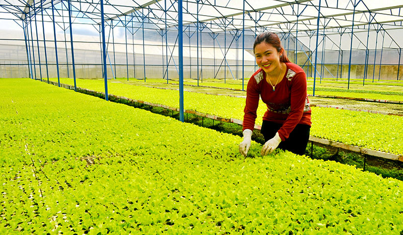 Đà Lạt: Doanh thu 3 tỷ đồng mỗi năm nhờ bán giống rau