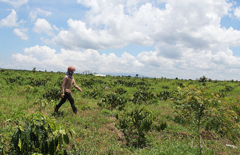 Dự án Bô xít Tân Rai: 150 ha đất tái định canh đang bị xâm lấn