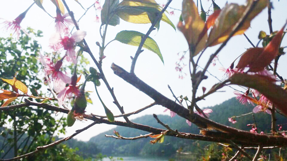 Yêu cầu Phó giám đốc Sở Tư pháp bẻ hoa anh đào ở Đà Lạt giải trình trung thực