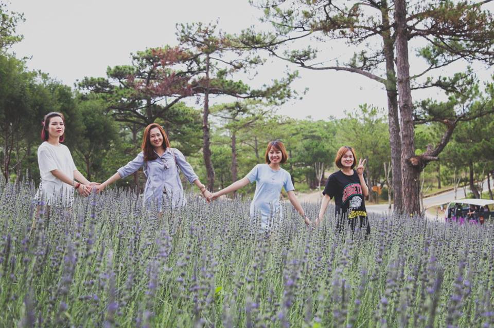 Xuất hiện cánh đồng hoa Lavender Đà Lạt đẹp mê hồn khiến giới trẻ liêu xiêu