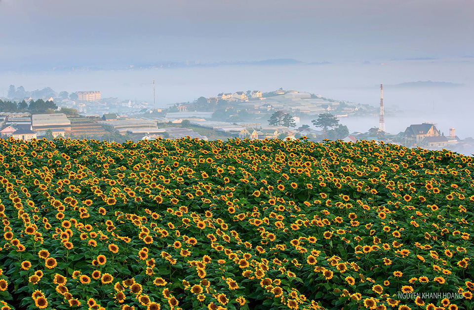 Lạc lối giữa đồi hoa hướng dương ở Đà Lạt vàng rực cả khung trời