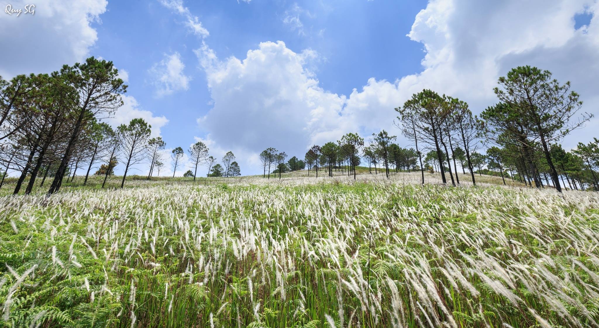 Ngất ngây đồi cỏ lau trên thảm Dương xỉ xanh mướt ở Đà Lạt
