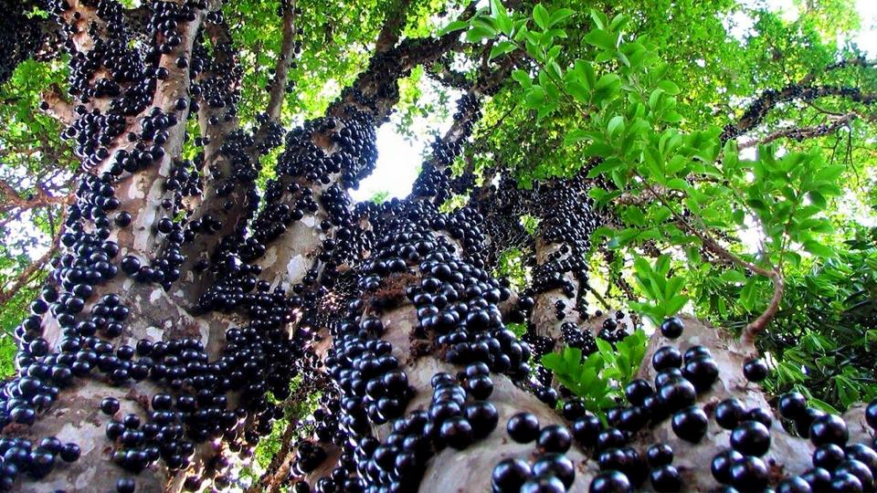 Nho thân gỗ 200 ngàn/kg: Tò mò rồi thất vọng