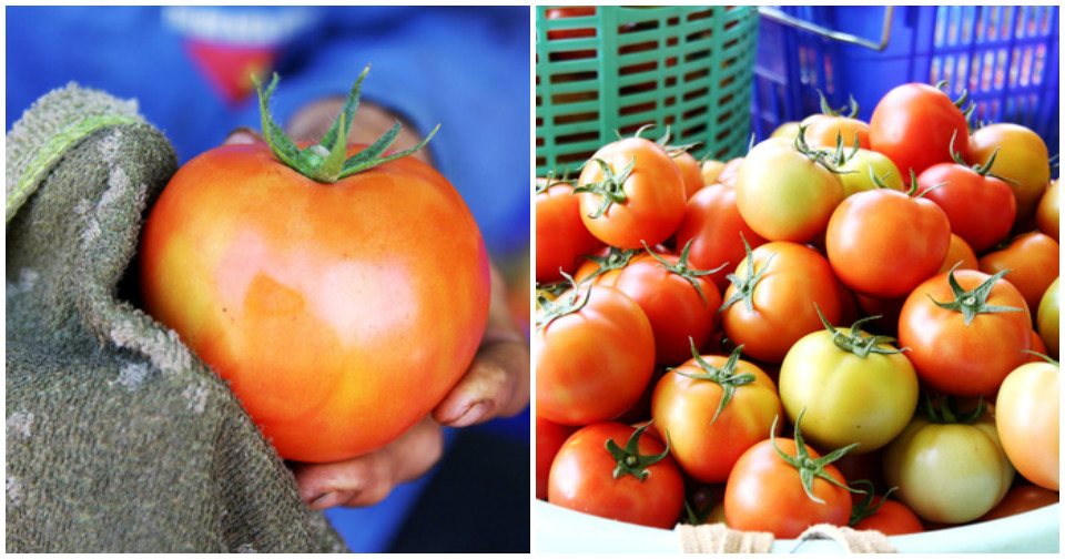 Bảo Lộc trồng thành công cà chua Nhật Bản siêu khủng