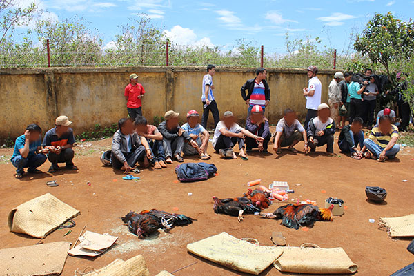 Đức Trọng: Triệt phá trường gà bắt nhiều đối tượng đánh bạc