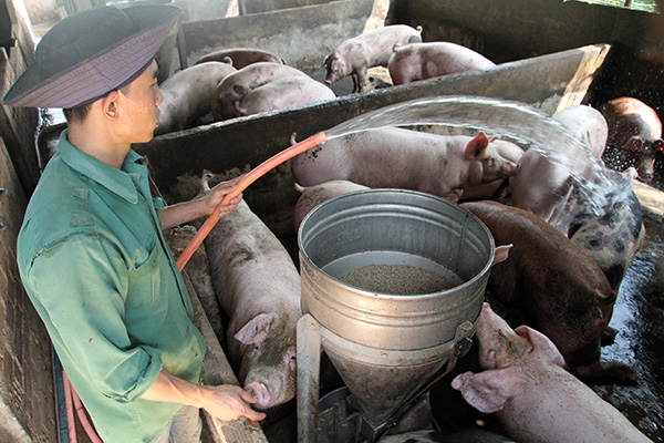 Lâm Đồng: Giá heo hơi giảm mạnh, người chăn nuôi lỗ nặng