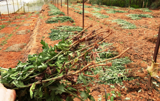 Người Đà Lạt nhổ bỏ rau, hoa vì dịch bệnh